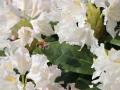 Rhododendron 'Cunningham's White' -Deutschland Garten Funk Verkaufs-Shop rhododendron cunninghams white m002324 w 8