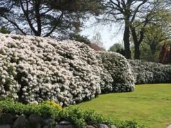 Rhododendron 'Cunningham's White' -Deutschland Garten Funk Verkaufs-Shop rhododendron cunninghams white m002324 w 9