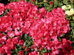 Rhododendron 'Debbie Dane'