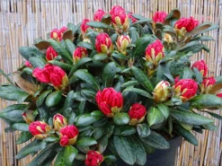 Rhododendron 'Debbie Dane' -Deutschland Garten Funk Verkaufs-Shop rhododendron debbie dane m096555 w 1