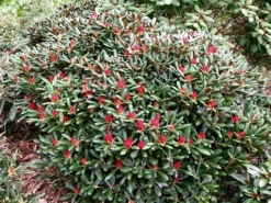 Rhododendron 'Debbie Dane' -Deutschland Garten Funk Verkaufs-Shop rhododendron debbie dane m096555 w 2