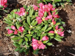 Rhododendron 'Debbie Dane' -Deutschland Garten Funk Verkaufs-Shop rhododendron debbie dane m096555 w 3