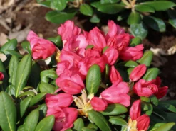 Rhododendron 'Debbie Dane' -Deutschland Garten Funk Verkaufs-Shop rhododendron debbie dane m096555 w 4