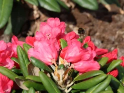 Rhododendron 'Debbie Dane' -Deutschland Garten Funk Verkaufs-Shop rhododendron debbie dane m096555 w 5