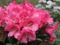 Rhododendron 'Debbie Dane' -Deutschland Garten Funk Verkaufs-Shop rhododendron debbie dane m096555 w 7