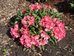 Rhododendron 'Debbie Dane' -Deutschland Garten Funk Verkaufs-Shop rhododendron debbie dane m096555 w 8