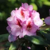 Rhododendron 'Diadem'