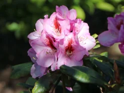 Rhododendron 'Diadem'
