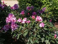 Rhododendron 'Diadem' -Deutschland Garten Funk Verkaufs-Shop rhododendron diadem m003292 w 0