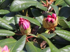 Rhododendron 'Diadem' -Deutschland Garten Funk Verkaufs-Shop rhododendron diadem m003292 w 1