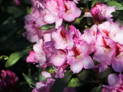 Rhododendron 'Diadem' -Deutschland Garten Funk Verkaufs-Shop rhododendron diadem m003292 w 2