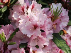 Rhododendron 'Diadem' -Deutschland Garten Funk Verkaufs-Shop rhododendron diadem m003292 w 3