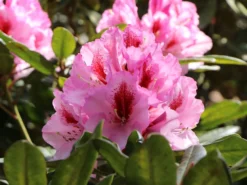 Rhododendron 'Diadem' -Deutschland Garten Funk Verkaufs-Shop rhododendron diadem m003292 w 4