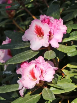 Rhododendron 'Diadem' -Deutschland Garten Funk Verkaufs-Shop rhododendron diadem m003292 w 5