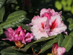 Rhododendron 'Diadem' -Deutschland Garten Funk Verkaufs-Shop rhododendron diadem m003292 w 7