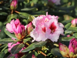 Rhododendron 'Diadem' -Deutschland Garten Funk Verkaufs-Shop rhododendron diadem m003292 w 8