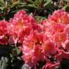 Rhododendron 'Dolcemente'