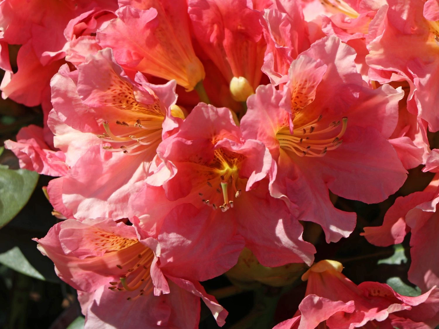 Rhododendron 'Dolcemente' 4 Rhododendron 'Dolcemente' – Bild 4