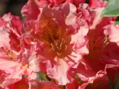 Rhododendron 'Dolcemente' 10 Rhododendron 'Dolcemente' -Deutschland Garten Funk Verkaufs-Shop rhododendron dolcemente m003682 w 1