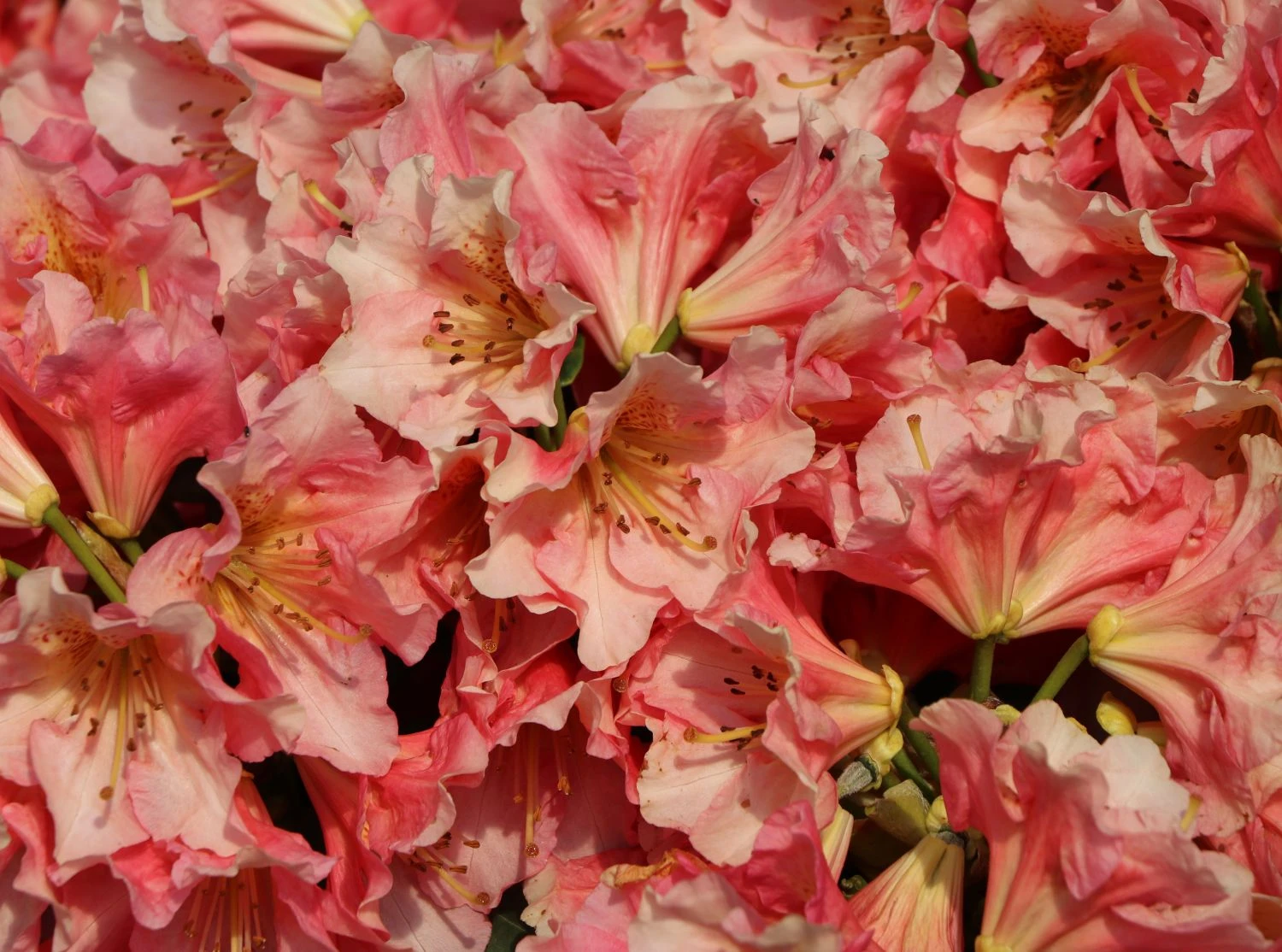 Rhododendron 'Dolcemente' 5 Rhododendron 'Dolcemente' – Bild 5