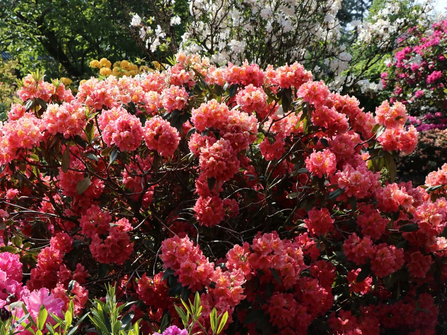 Rhododendron 'Dolcemente' 8 Rhododendron 'Dolcemente' – Bild 8