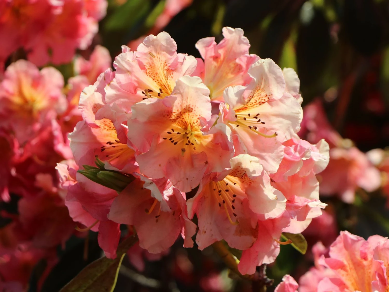Rhododendron 'Dolcemente' 2 Rhododendron 'Dolcemente' – Bild 2