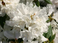Rhododendron 'Dora Amateis'