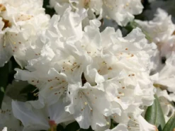 Rhododendron 'Dora Amateis' -Deutschland Garten Funk Verkaufs-Shop rhododendron dora amateis m002396 w 0