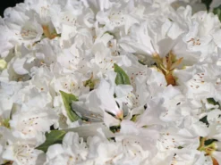 Rhododendron 'Dora Amateis' -Deutschland Garten Funk Verkaufs-Shop rhododendron dora amateis m002396 w 1