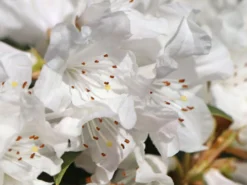 Rhododendron 'Dora Amateis' -Deutschland Garten Funk Verkaufs-Shop rhododendron dora amateis m002396 w 2