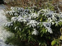 Rhododendron 'Dora Amateis' -Deutschland Garten Funk Verkaufs-Shop rhododendron dora amateis m002396 w 4