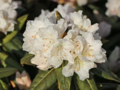 Rhododendron 'Dora Amateis' -Deutschland Garten Funk Verkaufs-Shop rhododendron dora amateis m002396 w 5