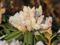 Rhododendron 'Dora Amateis' -Deutschland Garten Funk Verkaufs-Shop rhododendron dora amateis m002396 w 6