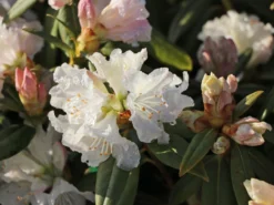 Rhododendron 'Dora Amateis' -Deutschland Garten Funk Verkaufs-Shop rhododendron dora amateis m002396 w 7