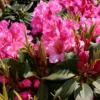 Rhododendron 'Duke Of York'