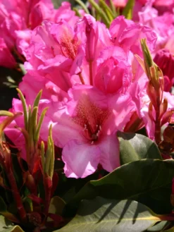 Rhododendron 'Duke Of York' -Deutschland Garten Funk Verkaufs-Shop rhododendron duke of york m003300 w 0
