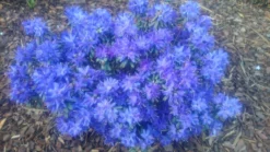 Rhododendron 'Enziana' 17 Rhododendron 'Enziana' -Deutschland Garten Funk Verkaufs-Shop rhododendron enziana m004240 80497 0