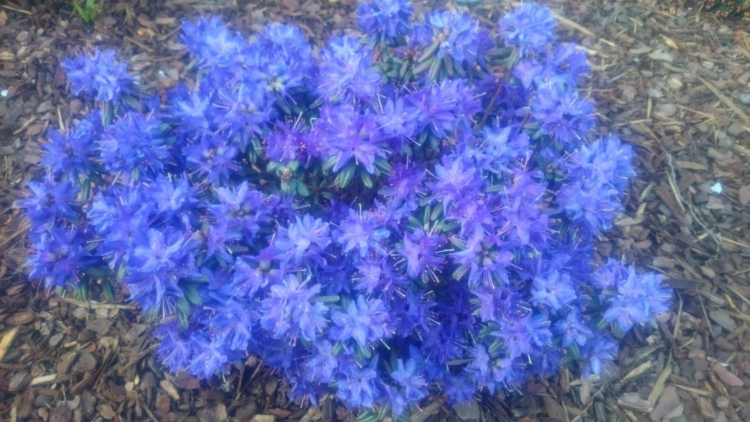 Rhododendron 'Enziana' 9 Rhododendron 'Enziana' – Bild 9