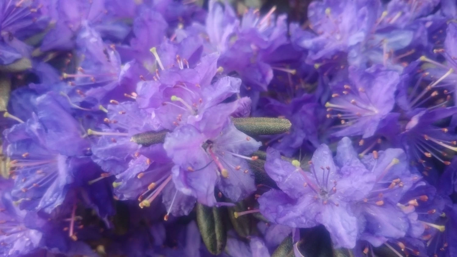 Rhododendron 'Enziana' 8 Rhododendron 'Enziana' – Bild 8