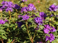 Rhododendron 'Enziana' 11 Rhododendron 'Enziana' -Deutschland Garten Funk Verkaufs-Shop rhododendron enziana m004240 w 0