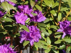 Rhododendron 'Enziana' 12 Rhododendron 'Enziana' -Deutschland Garten Funk Verkaufs-Shop rhododendron enziana m004240 w 1