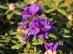 Rhododendron 'Enziana' 13 Rhododendron 'Enziana' -Deutschland Garten Funk Verkaufs-Shop rhododendron enziana m004240 w 3