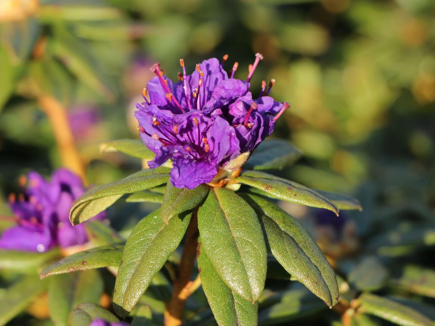 Rhododendron 'Enziana' 6 Rhododendron 'Enziana' – Bild 6