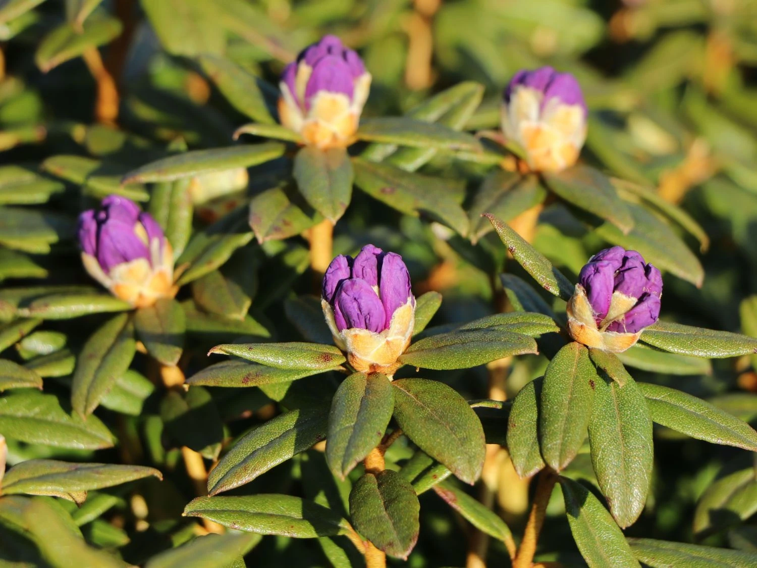 Rhododendron 'Enziana' 2 Rhododendron 'Enziana' – Bild 2