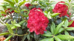 Rhododendron 'Erato' (S) -Deutschland Garten Funk Verkaufs-Shop rhododendron erato s m002326 196578 0