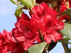 Rhododendron 'Erato' (S) -Deutschland Garten Funk Verkaufs-Shop rhododendron erato s m002326 w 1