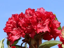 Rhododendron 'Erato' (S) -Deutschland Garten Funk Verkaufs-Shop rhododendron erato s m002326 w 2