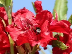 Rhododendron 'Erato' (S) -Deutschland Garten Funk Verkaufs-Shop rhododendron erato s m002326 w 3