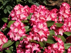 Rhododendron 'Eruption' (S)