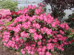 Rhododendron 'Eruption' (S) -Deutschland Garten Funk Verkaufs-Shop rhododendron eruption s m003690 w 0